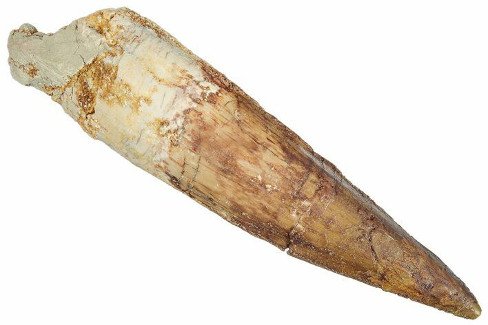 Fossil Spinosaurus Tooth - Real Dinosaur Tooth #268936